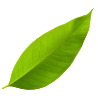 vocalleaf